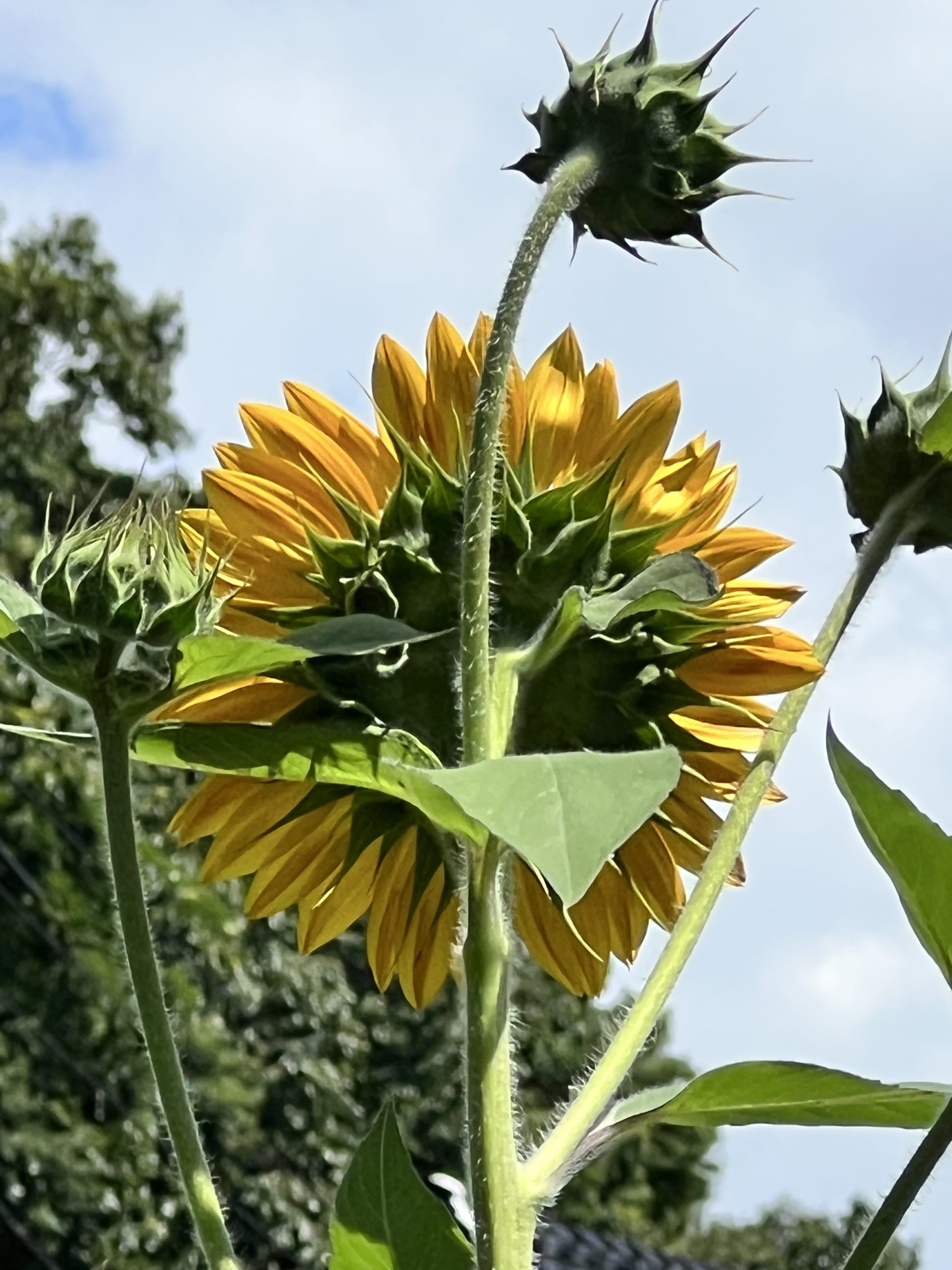 kinoshitaのプロフォール写真です