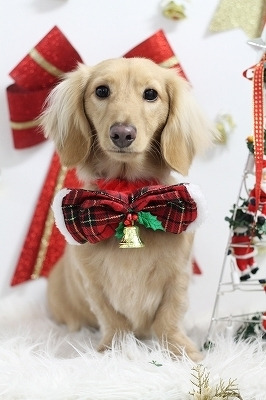 たらのプロフォール写真です