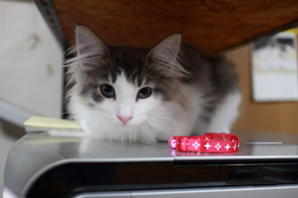 むぎのプロフォール写真です